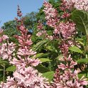 Syringa prestoniae 'James Mc Farlane'